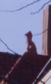 Gargoyle stands again in its original site in Brooklyn, NY