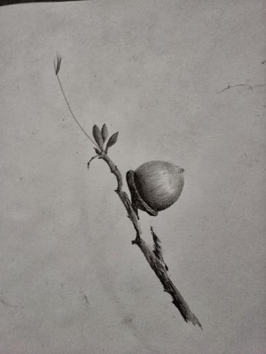 nature, pencil on paper, winter images